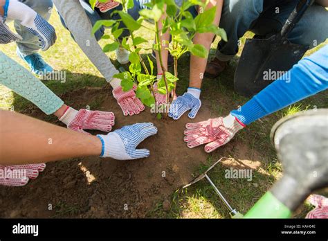 Group Of Volunteers Hands Planting Tree In Park Stock Photo Alamy