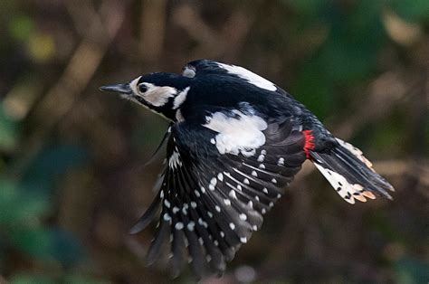 Alan James Photography Yesterdays Great Spotted Woodpecker