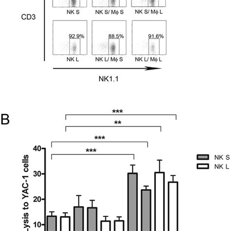 Nk Cells Nk1 1 Cd3− From Lung And Spleen Were Analyzed By Flow Download Scientific Diagram