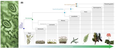 Two Open Stomatal Pores [IMAGE] | EurekAlert! Science News Releases