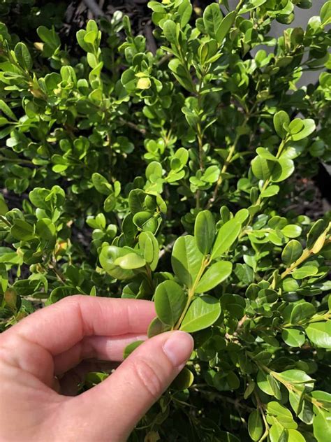 25 Small Evergreen Shrubs 🌱🍃 Perfect Choices For Compact Spaces