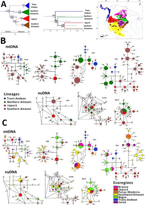 A Phylogenetic Hypotheses For Lepidothrix Coronata Based On MtDNA And