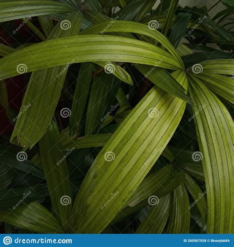 Close-up Photo of Leaves with Texture Stock Photo - Image of flower ...