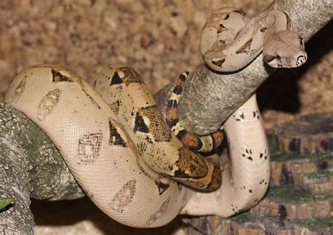 How To Tell The Sex Of A Snake Multiple Methods