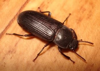 Darkling beetle - Entomologists' glossary - Amateur Entomologists ...