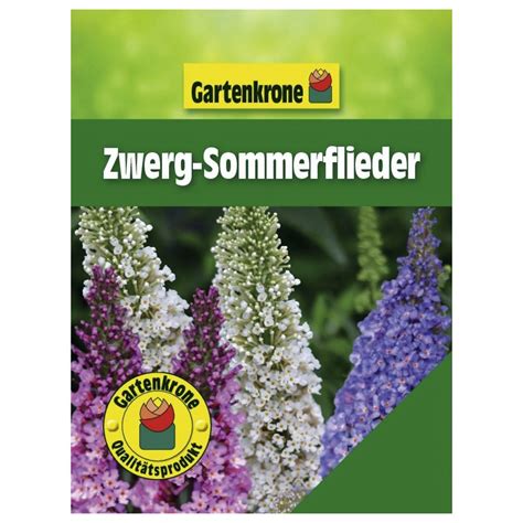 Gartenkrone Zwerg Sommerflieder Buddleja Davidii Buzz In Sorten