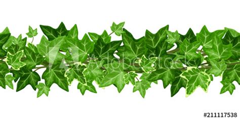 Ivy Leaves Vector At Getdrawings Free Download