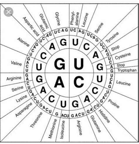 8 Photos Amino Acid Codon Table Mrna And Review - Alqu Blog