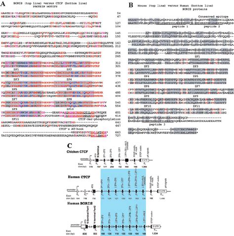 Human Boris Vs Ctcf And Mouse Boris Amino Acid Sequences And Exon Download Scientific Diagram