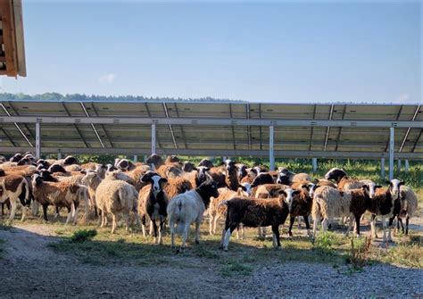 Solar farming and agrivoltaics instead of gas and coal - examples of their use in Ukraine and ...