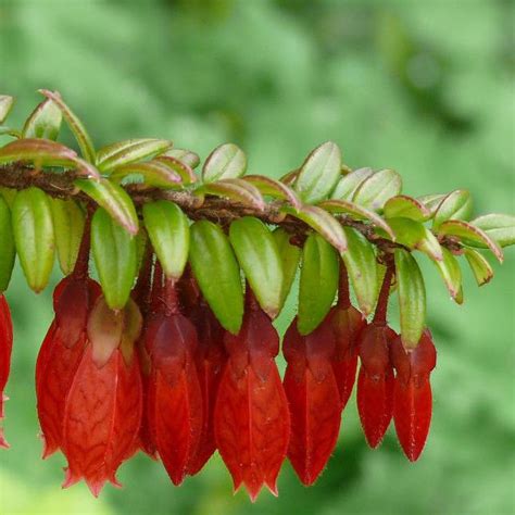 HIMALAYAN LANTERN – Agapetes serpens 125mm Hanging Basket | Weslor Flowers Plant Nursery