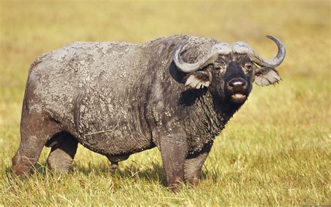 Majestic African Buffalo Hd Wallpaper