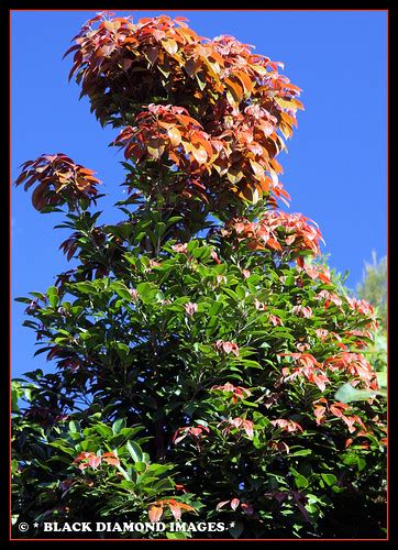 Elaeocarpus Eumundi Eumundi Quandongsmooth Leaved Quand Flickr