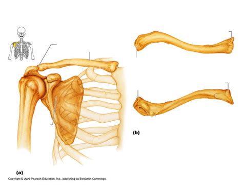 shoulder  clavicle anatomy diagram quizlet