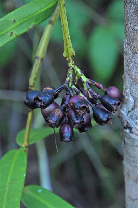 Syzygium Mauritsii Myrtaceae Image At Phytoimages Siu Edu