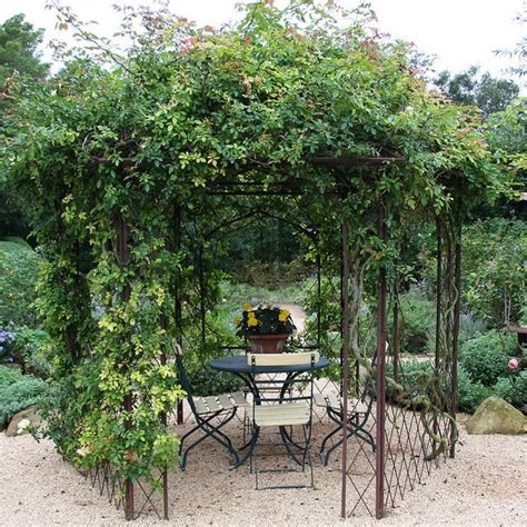 15 Beautiful Climbing Plants For Pergola And Arbors That Will Make