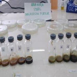 Sample and extract preparation: (A) the drying stage of green and ...