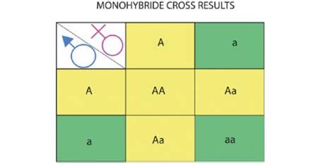 Amoeba Sisters Video Recap Monohybrid Crosses Answer Key Kami Export Genetic Problems 20 21pdf