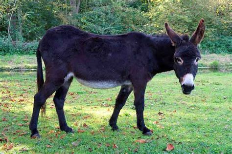 Donkeys & Horses Explained: 12 Main Differences & Common Traits ...