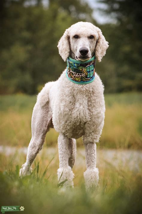 Cream Standard Poodle Stud Dog In Pennsylvania The United States