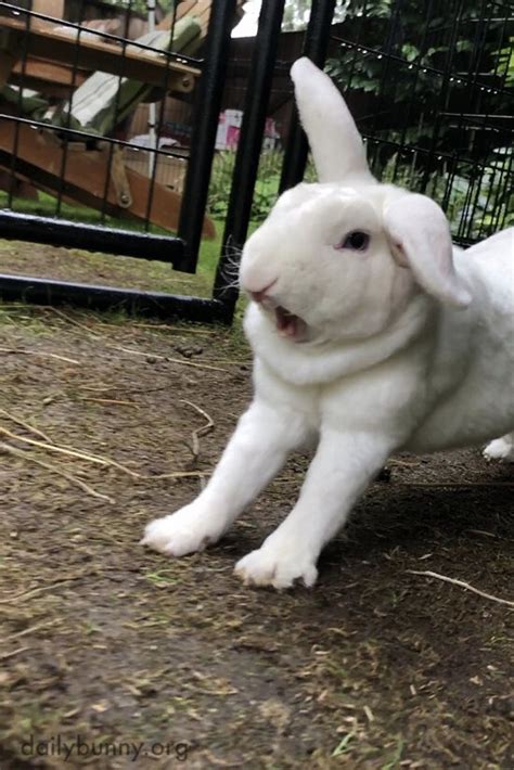 Yawning Bunny or the Killer Rabbit of Caerbannog? — The Daily Bunny