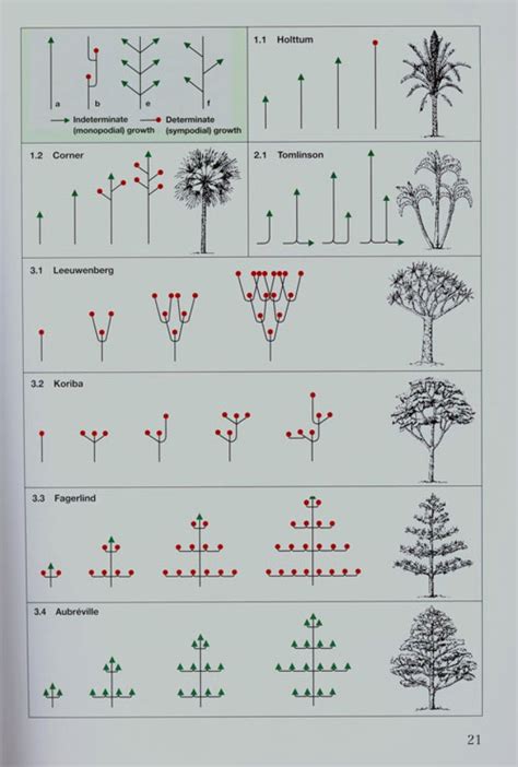 Photo Guide to Trees of Southern Africa | NHBS Field Guides & Natural History