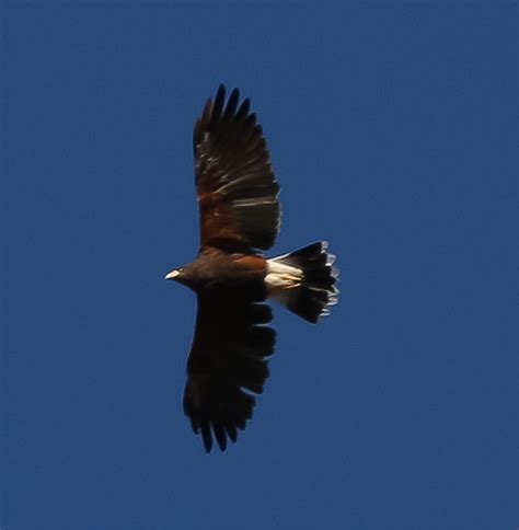 Harris Hawk in flight - FeederWatch