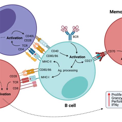 | B cells as activators of cellular immunity. B cells are initially ... 