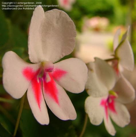 Plantfiles Pictures Impatiens Busy Lizzy Butterfly Salmon