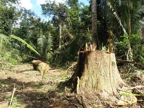 Avanço da agropecuária reduz biodiversidade no Cerrado e na Amazônia