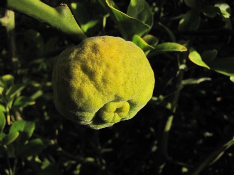 CITRUS TRIFOLIATA SYN PONCIRUS TRIFOLIATA 05 10 2010 16 32 Flickr