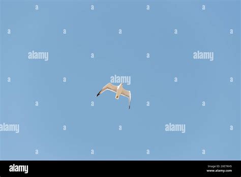 Gaviota volando con cielo azul hi-res stock photography and images - Alamy