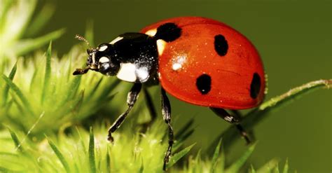 What Do Ladybugs Eat Imp World