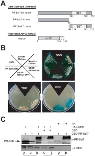 The Ubc9 E2 Sumo Conjugating Enzyme Binds The Pr Set7 Histone