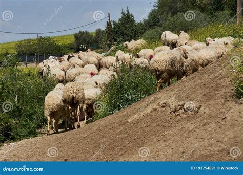 Ovelhas Brancas E Castanhas A Pastorear Na Erva Do Campo Imagem De