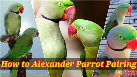 How To Alexander Parrot Pairinghow Do Alexandrine Parrots Mate Youtube