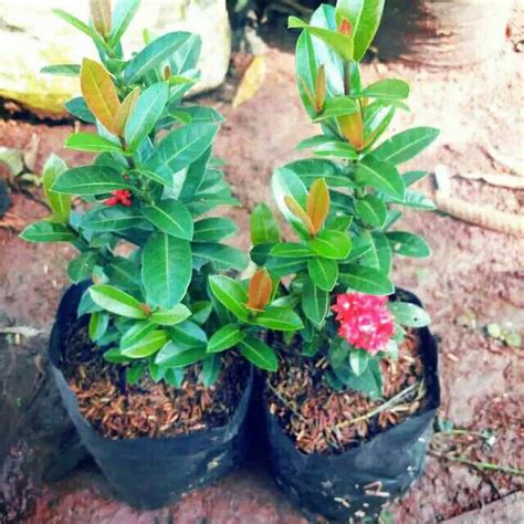 Jual Jual Tanaman Bunga Asoka India Pohon Soka India Bunga Merah