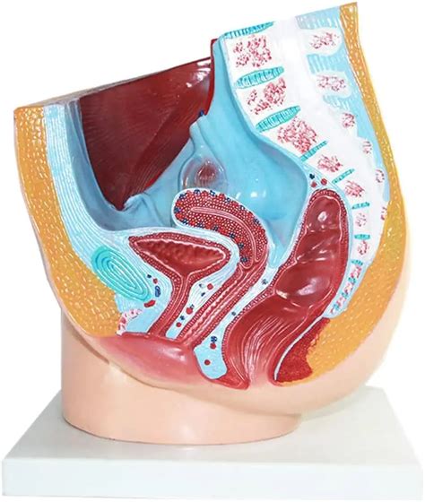 Human Female Pelvic Cavity Sagittal Section Model Anatomical Model Of