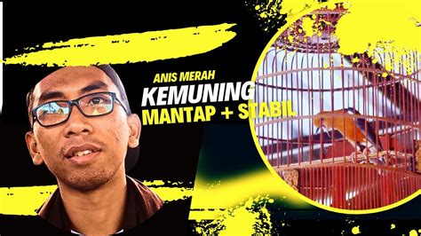 Anis Merah KEMUNING Makin Stabil GAYA TELER UNIKMr Santoso Magelangh