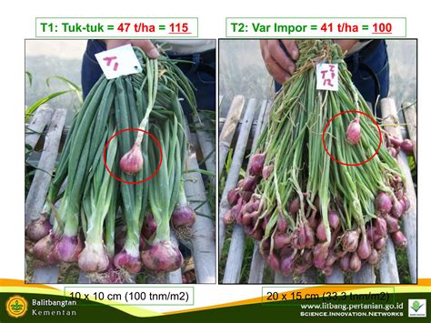 Budidaya Bawang Merah DrTSS Ppt