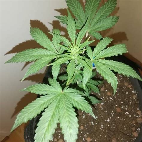 Royal Queen Seeds Purplematic CBD Grow Diary Journal Week3 By