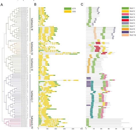 Figure From Genome Wide Identi Cation And Characterization Of Gata