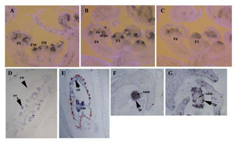 The Automated Ish Protocol On Arabidopsis Tissues Developing Flowers