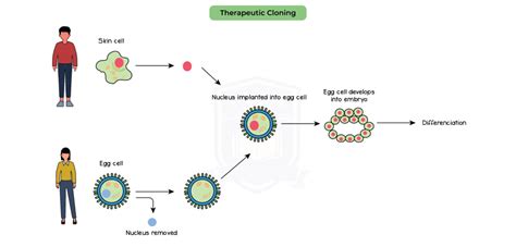 Igedbiotopic 4002therapeutic Cloning Studia Academy Resources