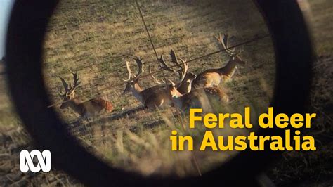 The Complex Conundrum Of Wild Deer In Australia 🦌 Meet The Ferals Ep