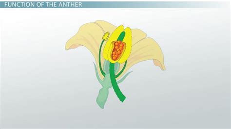 Anther of a Flower | Definition, Function & Parts - Lesson | Study.com