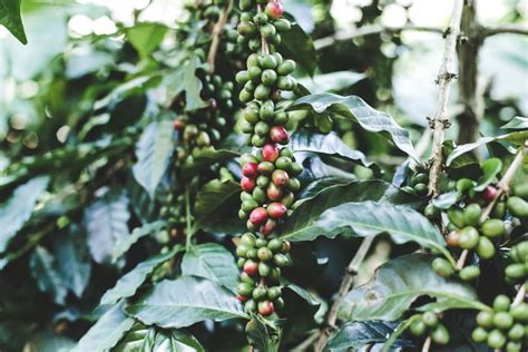 Optimizing Coffee Orchard Management A Month By Month Garden