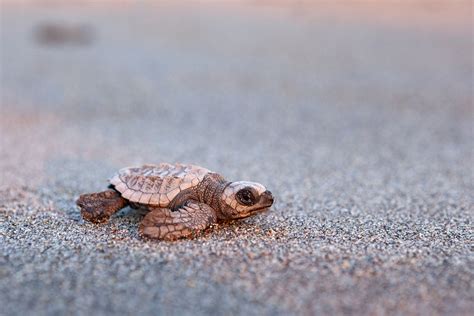 Save The Turtles Celebrate World Turtle Day