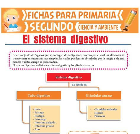 Sistema Digestivo Para Segundo De Primaria Actividades Educativas