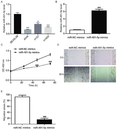 MiR 491 5p Inhibits A549 Cell Proliferation And Migration A Compared